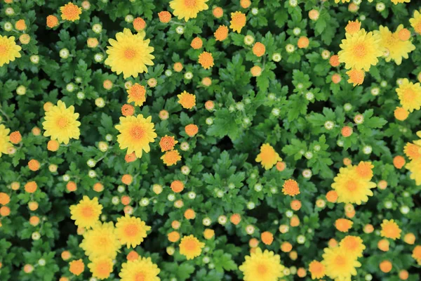 黄色菊花的顶视图在绿色事假背景. — 图库照片
