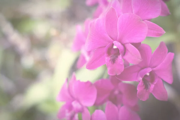 Bella orchidea viola in giardino, vintage tonica . — Foto Stock