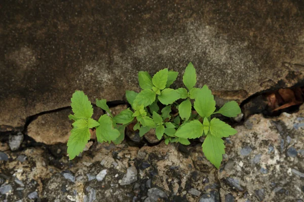 Plant opgroeien op gebarsten stoep. — Stockfoto