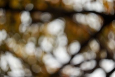 Sarı doğa bokeh arkaplan resmi