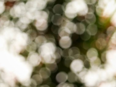 yeşil bokeh arkaplan resmi