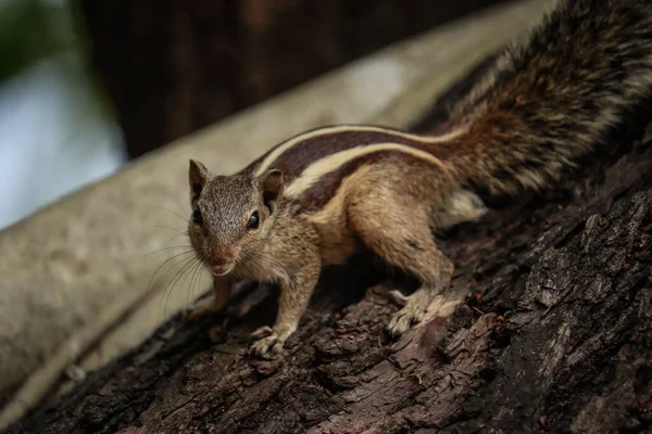 Eekhoorn Zittend Een Woud Bij Dhakuria Plas Kolkata — Stockfoto