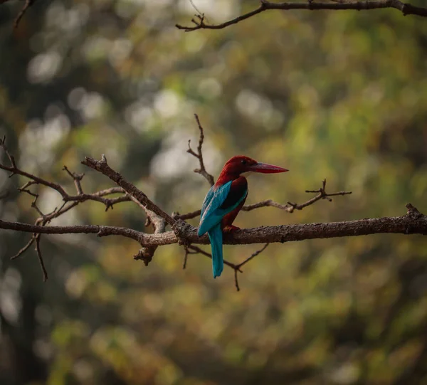 Common Kingfisher Waiting Meal Pond Rabindra Sarobar Lake Kolkata — Stock Photo, Image