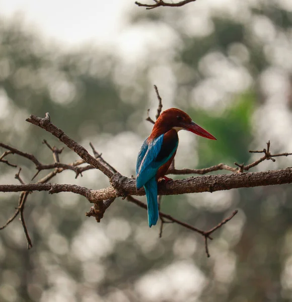 Обыкновенный Зимородок Ждет Еды Пруда Озере Рабиндра Саровар Калькутте — стоковое фото