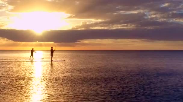 Zwei Paddler Bei Sonnenuntergang Mit Delfinen Drohne — Stockvideo