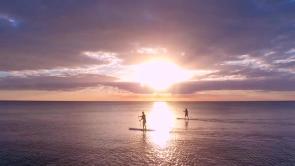 Dwóch Paddleboardzistów Zachodzie Słońca Delfinami Przez Drona Lotniczą — Wideo stockowe