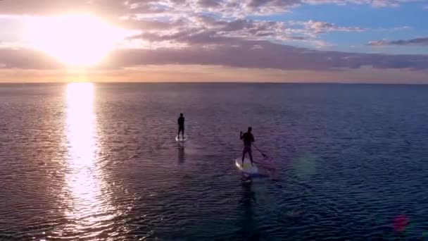 Två Paddleboardåkare Vid Solnedgången Med Delfiner Flygdrönare — Stockvideo