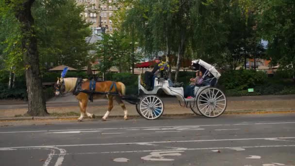 Їзда Конях Центральному Парку — стокове відео