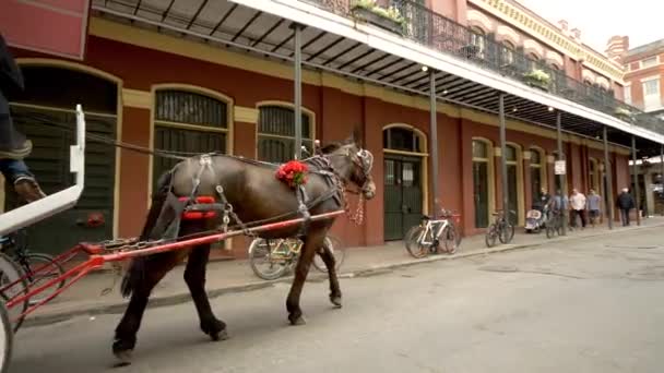 Carrozza Trainata Cavalli Nel Quartiere Francese Con Tour — Video Stock