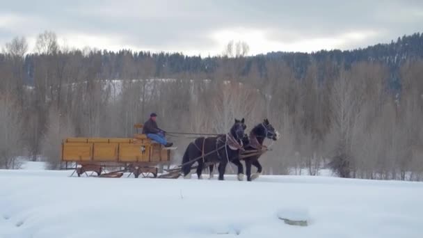 Άλογο Τραβά Μεταφορά Μέσα Από Χιόνι Βουνά Στο Παρασκήνιο — Αρχείο Βίντεο
