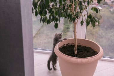 Mavi gözlü ve uzun bıyıklı egzotik sevimli kedi yavrusu. Arka patilerin üzerinde duruyor ve bitkinin içindeki çömleğe bakıyor.