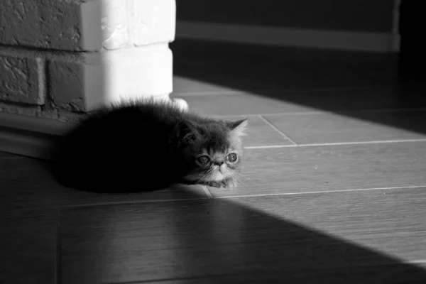 Exotic Cute Kitten Baby Blue Eyes Long Moustache Black White — Stock Photo, Image