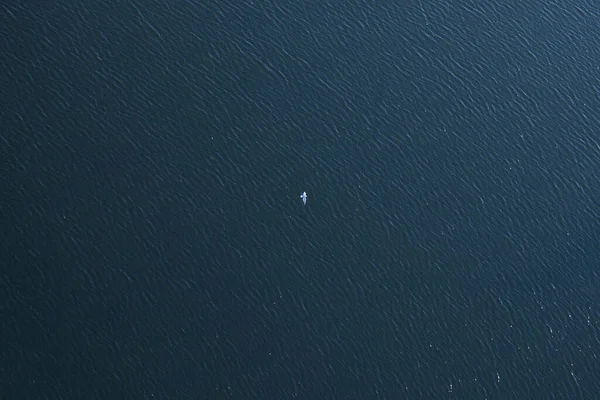 Επιφάνεια Της Θάλασσας Λίμνη Ένας Μοναχικός Γλάρος Πετάει Θέα Από — Φωτογραφία Αρχείου