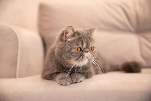 Gri Güzel Kedi Gri Kanepede Kedi Gibi Evcil Hayvanlar — Stok fotoğraf
