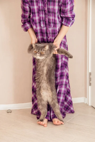 Legrační Kočičí Koťátko Stojící Zadních Nohách Britský Krátkosrstý — Stock fotografie