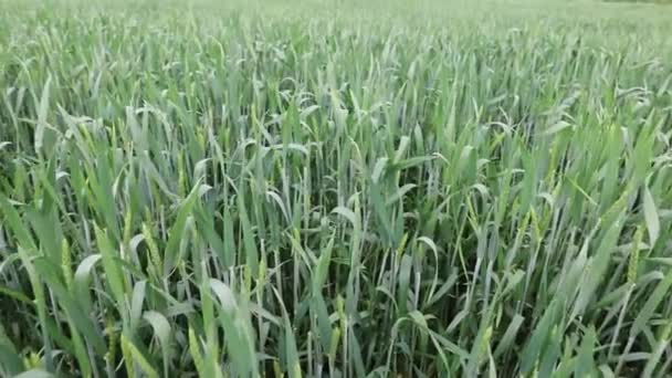 Vista Panoramica Tempestosa Prima Della Pioggia Campo Grano Verde Tempo — Video Stock