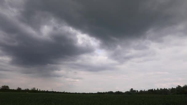 Stormy Landscape View Rain Green Wheat Field Overcast Rainy Weather — Stock Video