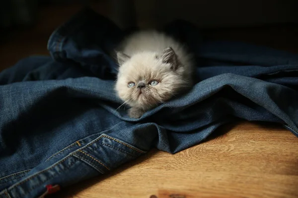 Punto Azul Del Gatito Del Doblez Escocés Muy Lindo Divertido —  Fotos de Stock