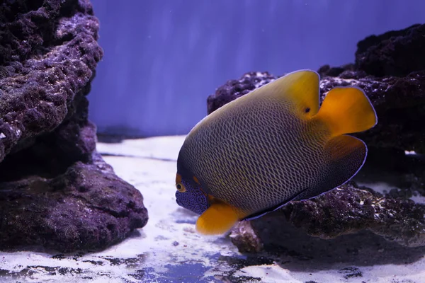 Vackra ljusa angelfish — Stockfoto