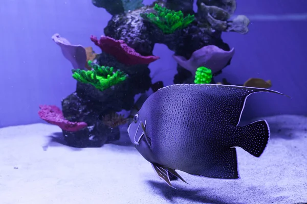 Gri yarım daire angelfish — Stok fotoğraf