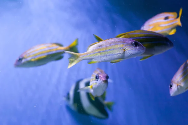 Flock of bluestriped snappers — Stock Photo, Image
