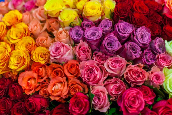 Un montón de rosas de colores — Foto de Stock