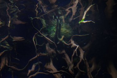 Mangrov kökleri yakın çekim