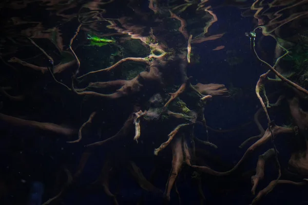 Mangrove gyökerei az akvárium — Stock Fotó