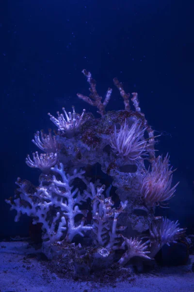 Beautiful corals underwater — Stock Photo, Image