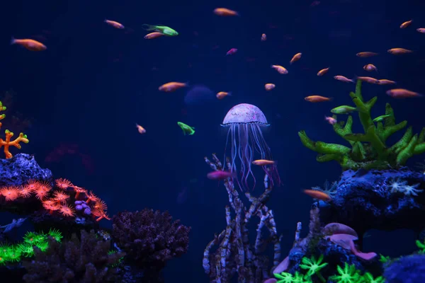 Hermosas medusas bajo el agua — Foto de Stock