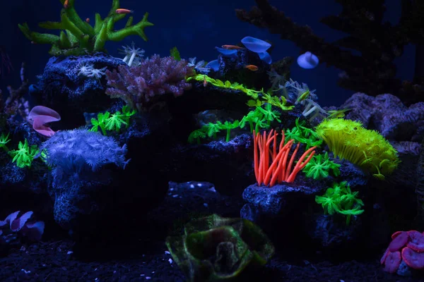 Korallen unter Wasser — Stockfoto