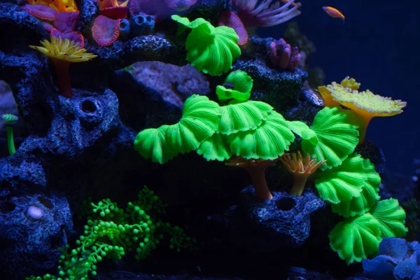 Helle Korallen auf dem Grund — Stockfoto
