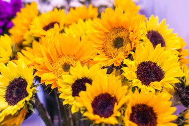 Parlak ayçiçeği yakın çekim.