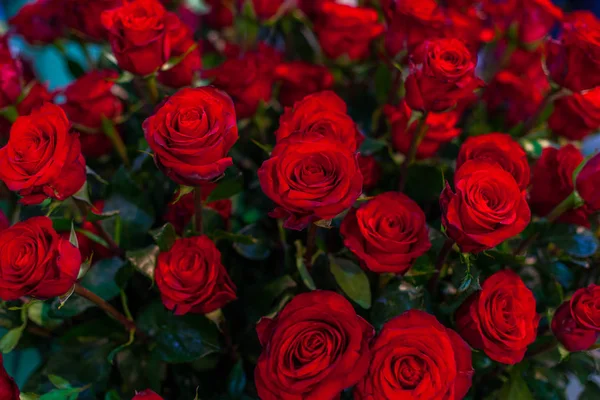 Bouquet di rose viola . — Foto Stock