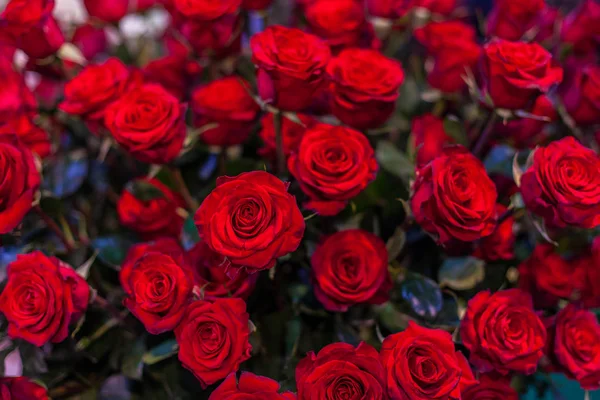 Gemme di rose rosse . — Foto Stock