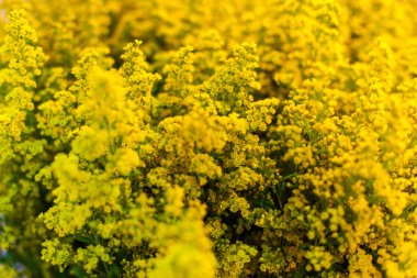 Güzel sarı çiçek bir buket için.