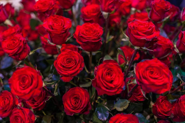 Μπουμπούκια όμορφα κόκκινα τριαντάφυλλα. — Φωτογραφία Αρχείου