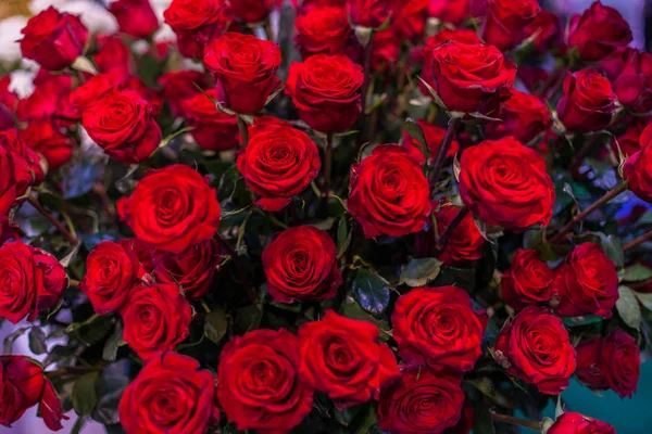 Molti boccioli di rose rosse . — Foto Stock