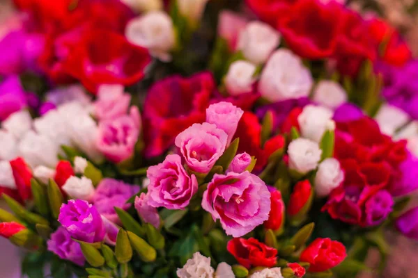 Gemme di bellissimi fiori colorati . — Foto Stock