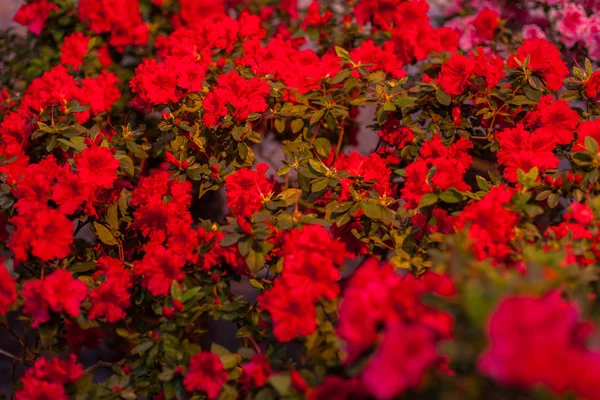 Багато бутонів красивих червоних квітів . — стокове фото