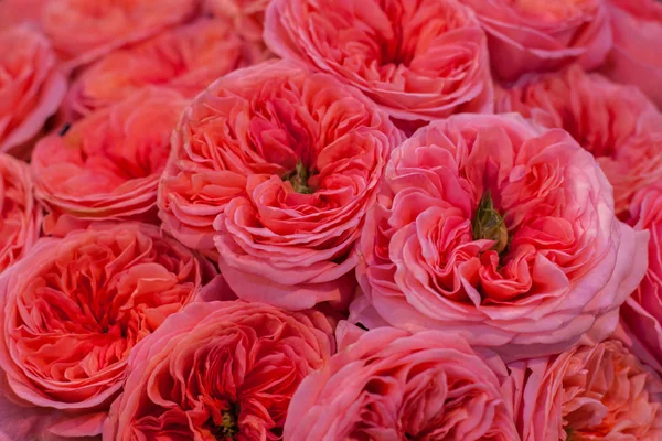 Μπουμπούκια όμορφα τριαντάφυλλα mariatheresia. — Φωτογραφία Αρχείου
