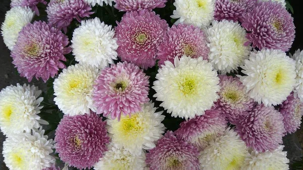 Bouquets of beautiful white and purple chrysanthemums. — Stock Photo, Image