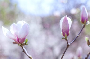 Beyaz ve Pembe Manolya tomurcukları.