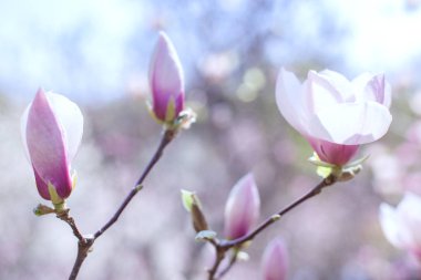 Birçok tomurcukları Beyaz-Pembe Manolya.