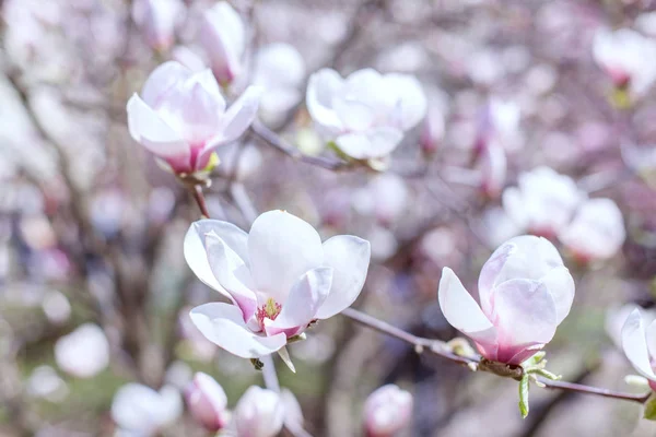 Magnolia fleuri rose-blanc dans le parc . — Photo
