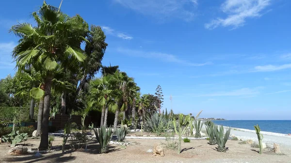 Cactussen en palmbomen aan zee. — Stockfoto
