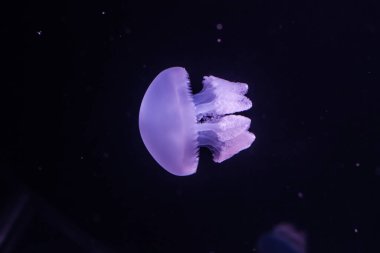Karanlık sularda mavi balina yağı var. Catostylus mozaiği.