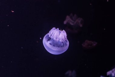 Karanlık sularda mavi balina yağı var. Catostylus mozaiği.