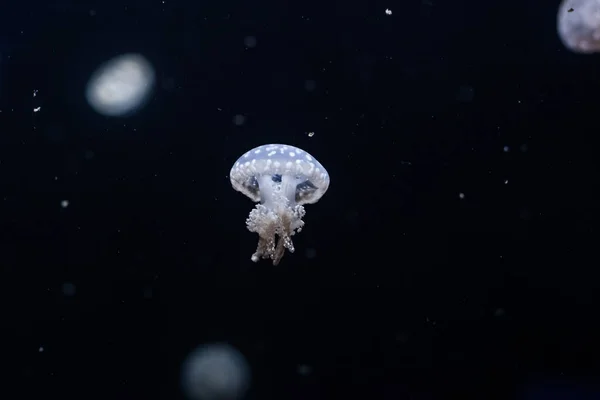 Spotted Lagoon Jellyfish Dark Water Close — Stock Photo, Image