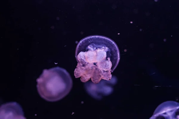 Medusas Mármol Lychnorhiza Lucerna Agua Oscura Cerca — Foto de Stock